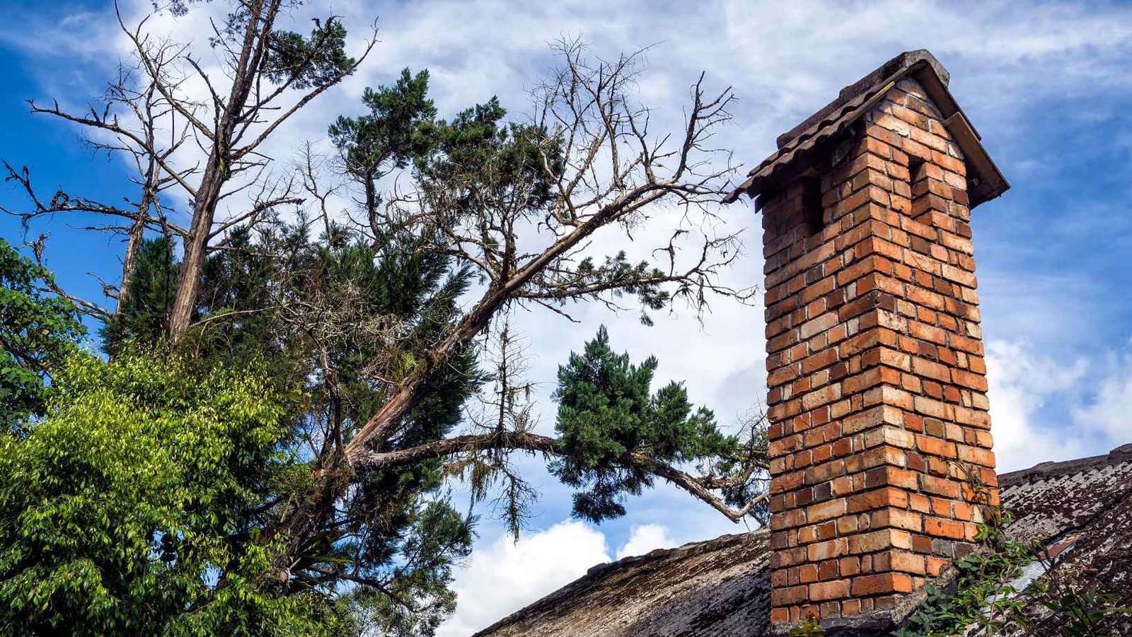 Brick chimney under evergreen trees